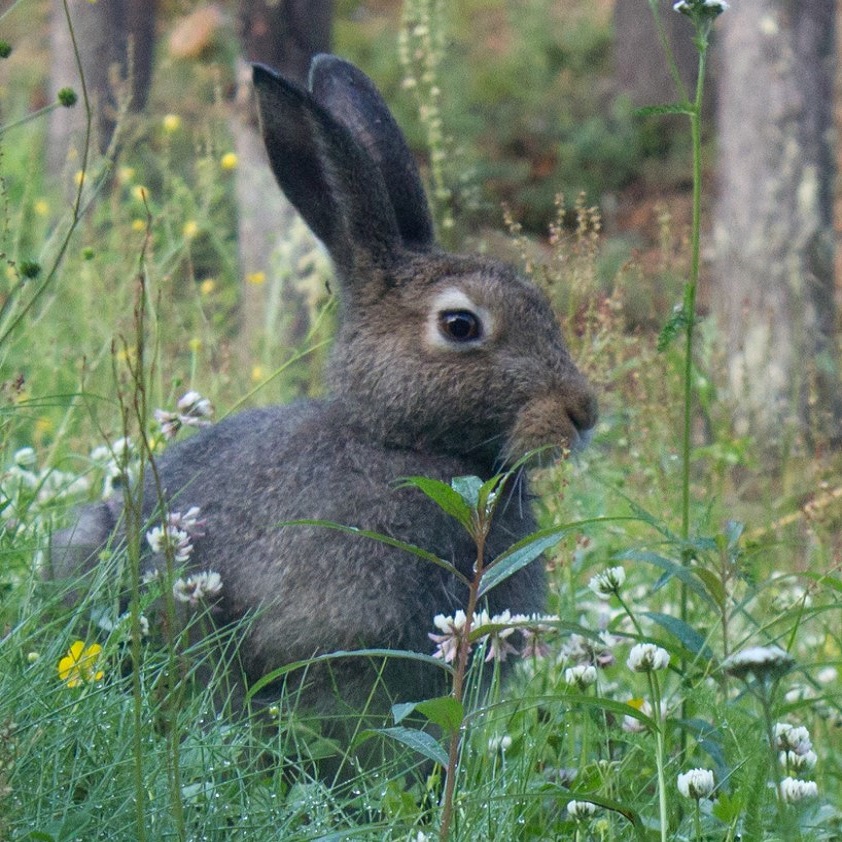 bunny