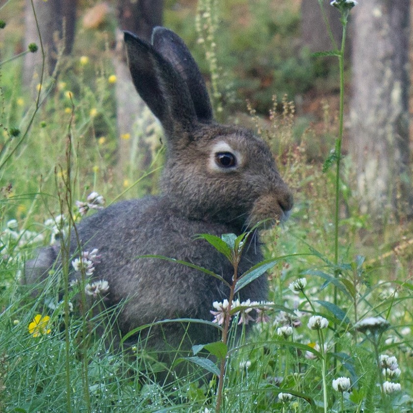 Bunny